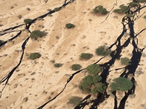 petriolio nel deserto israeliano - ministero dell'ambiente