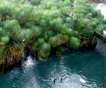 fonte Aretusa