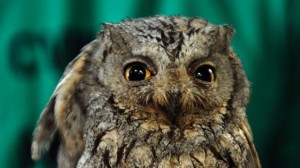 owl - hamas