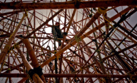 Big bambu