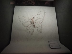 butterfly