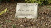 lapide halimi