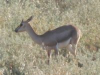 gazzelle