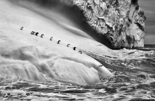 salgado 1