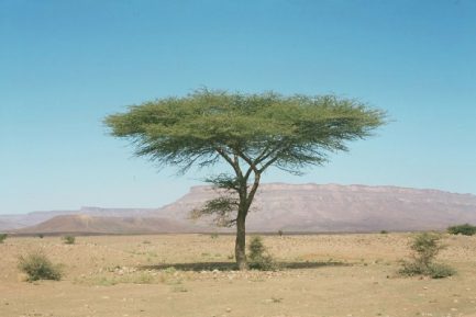 Acacia raddiana copy