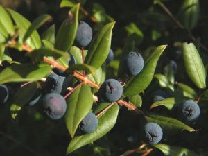 Bacche di mirto copy