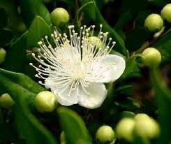 Fiore di mirto