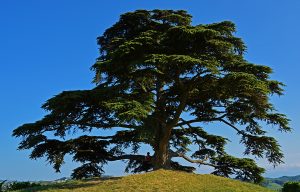 cedro del libano