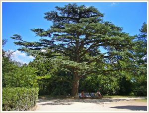 cedrus libani