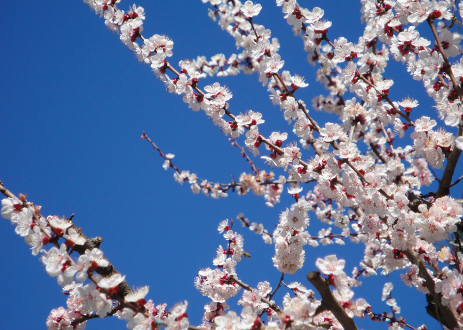 Noi e la terra, cosa ci insegna Tu Bishvat