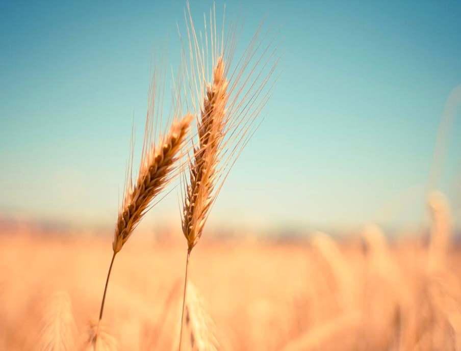 Da Giuseppe ad oggi, il grano <br> da sempre al centro delle nostre vite