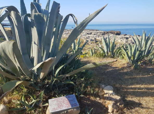 Ebrei in Puglia dopo la Shoah, <br> il giardino che racconta l’accoglienza
