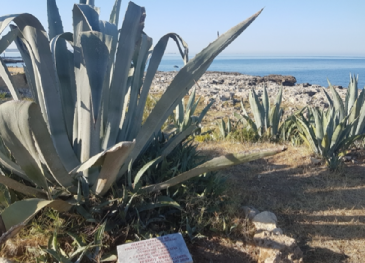 Giardino della Memoria di Nardò, <br> il caso arriva al Parlamento europeo