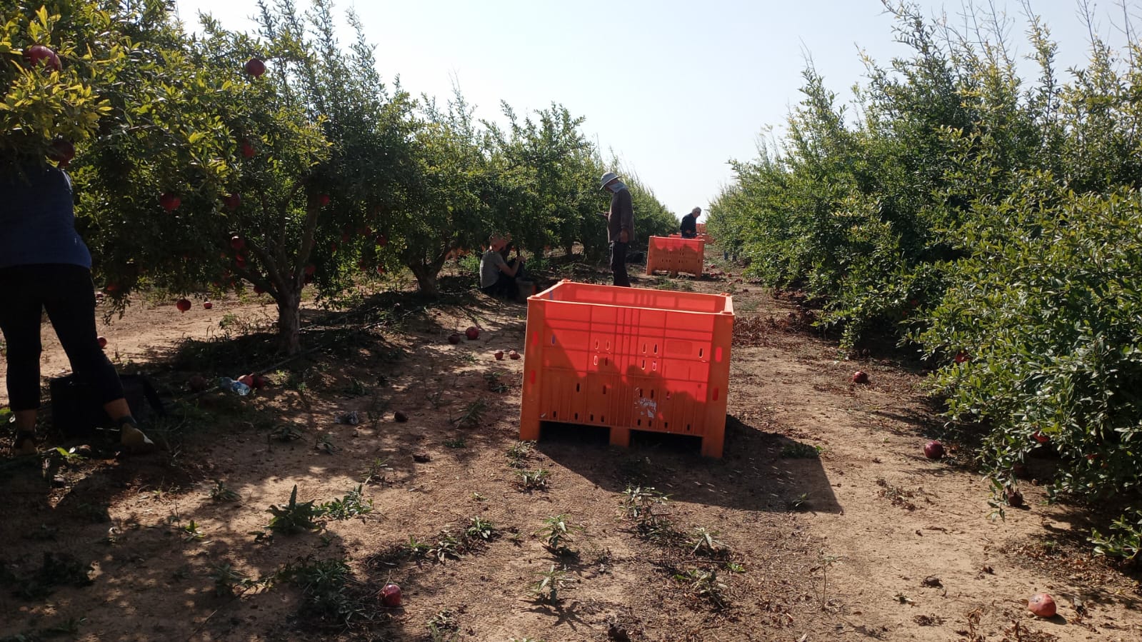 GUERRA – Manodopera in fuga, <br>gli agricoltori chiedono aiuto