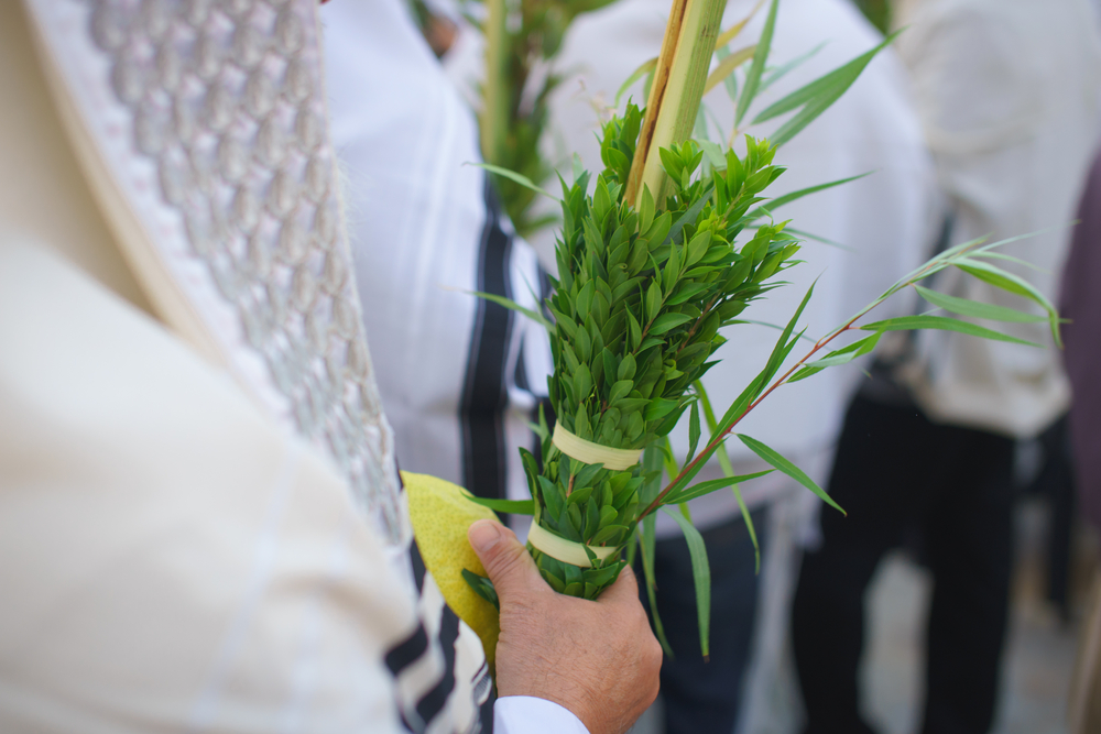 SUCCOT – Cosa fare del lulav dopo la festa