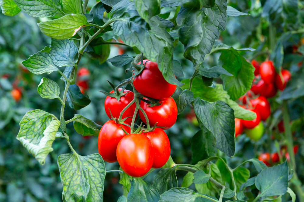 AGRICOLTURA – Il pomodoro del futuro nasce a Tel Aviv