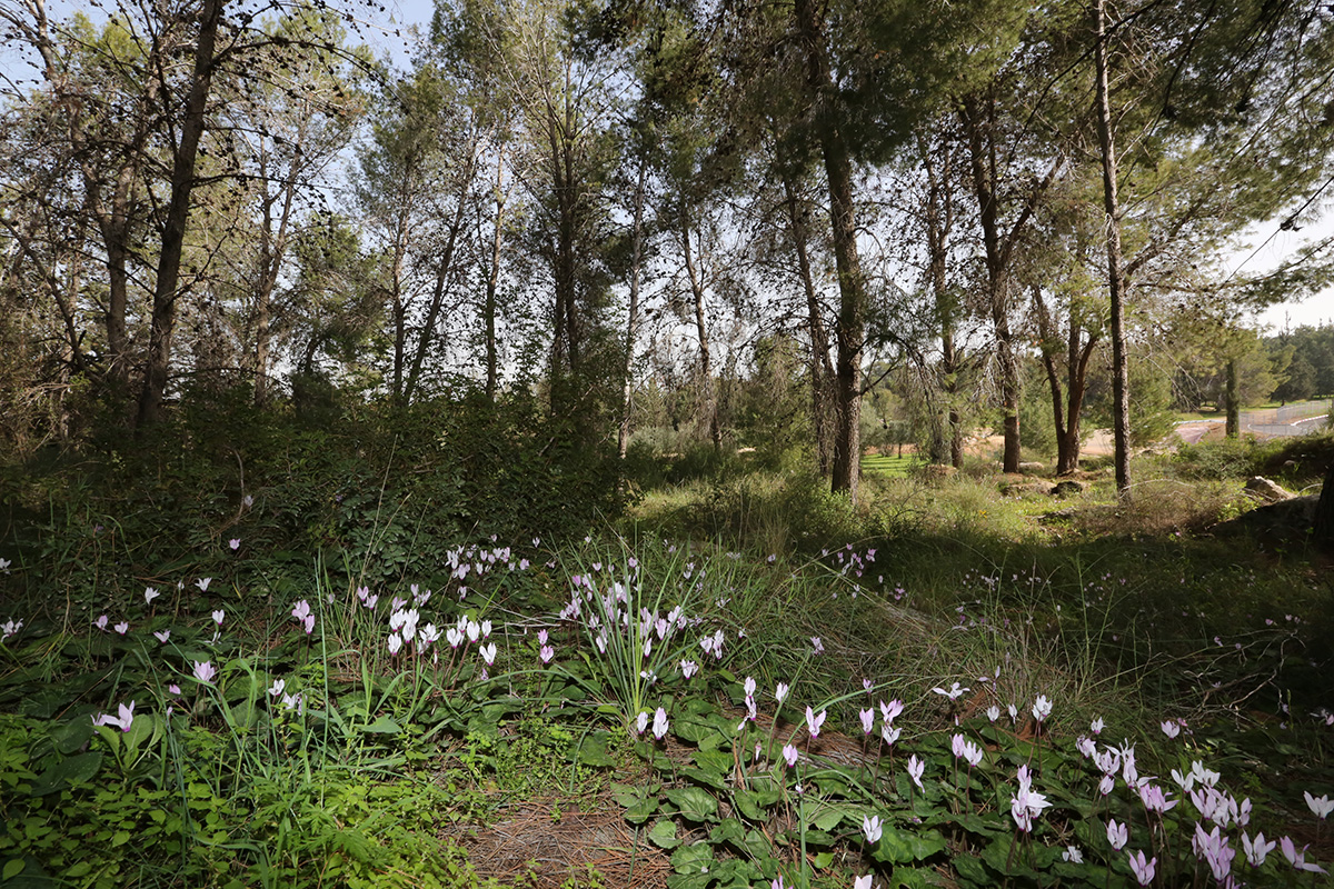 ISRAELE – Foresta minacciata dall’asfalto: appello KKL per Ben Shemen